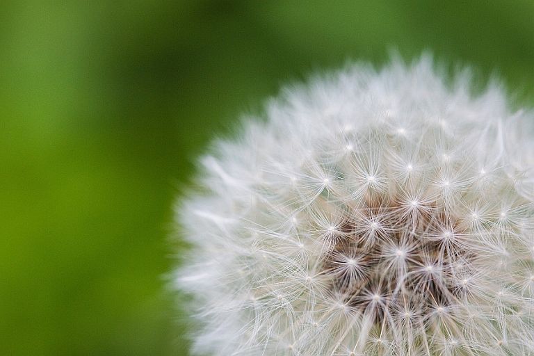 Dandelion