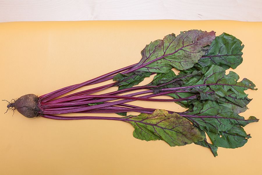 The beetroot