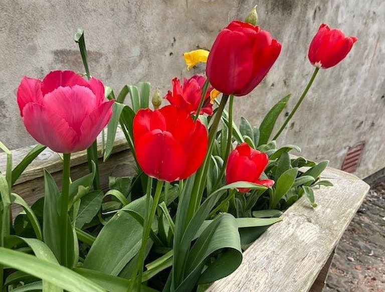 Tulips
