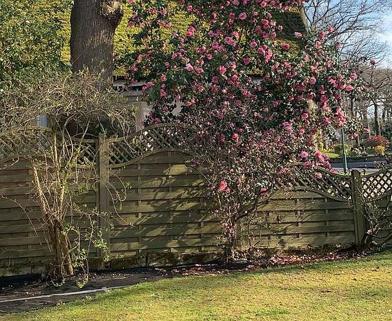 Photo of blossom