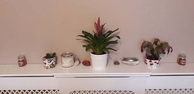 Photo of indoor plants