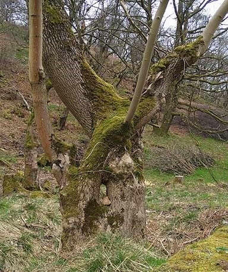 Photo of a tree trunk