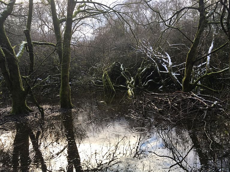 Snow-topped trees in a forest