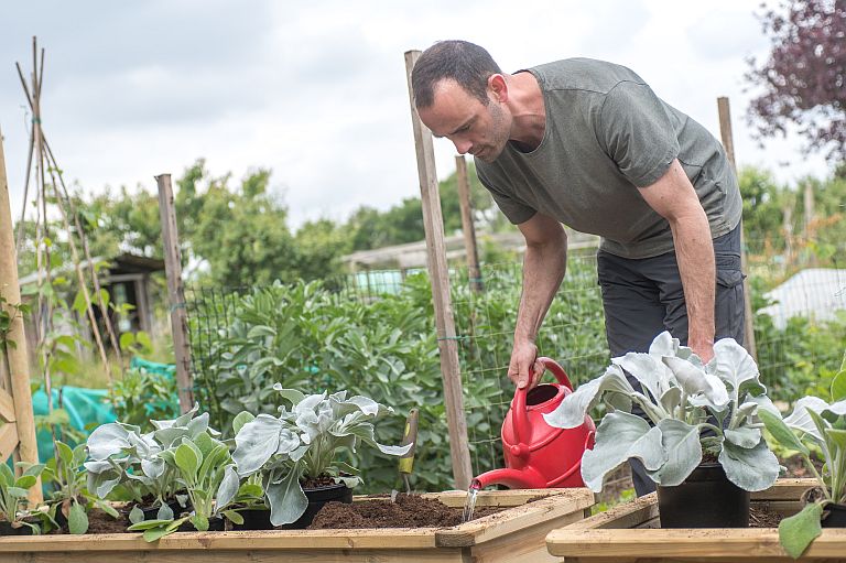 Person watering plants on the allotment
