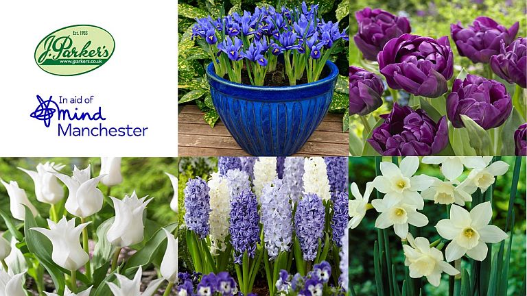 Spring bulb collection