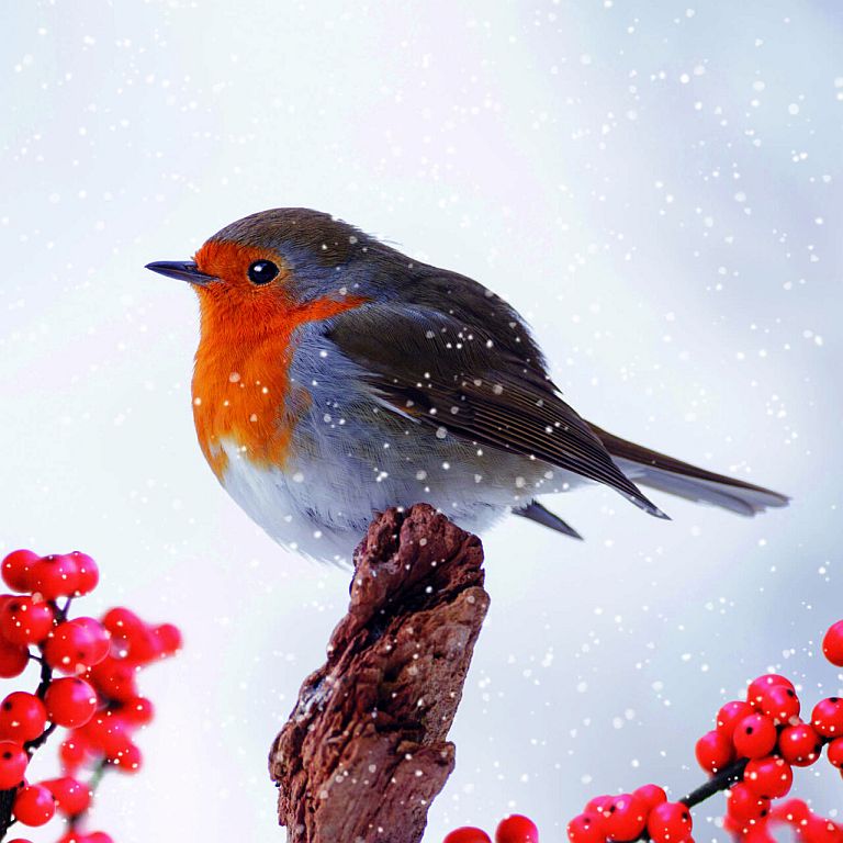 Robin in a snowy scene