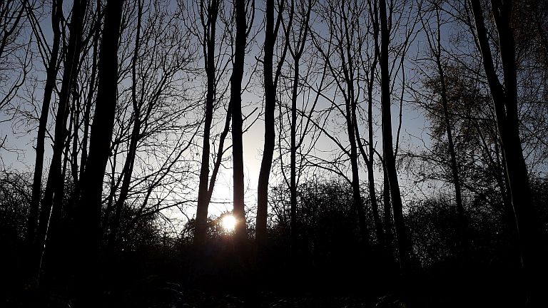 Dusk in a forest